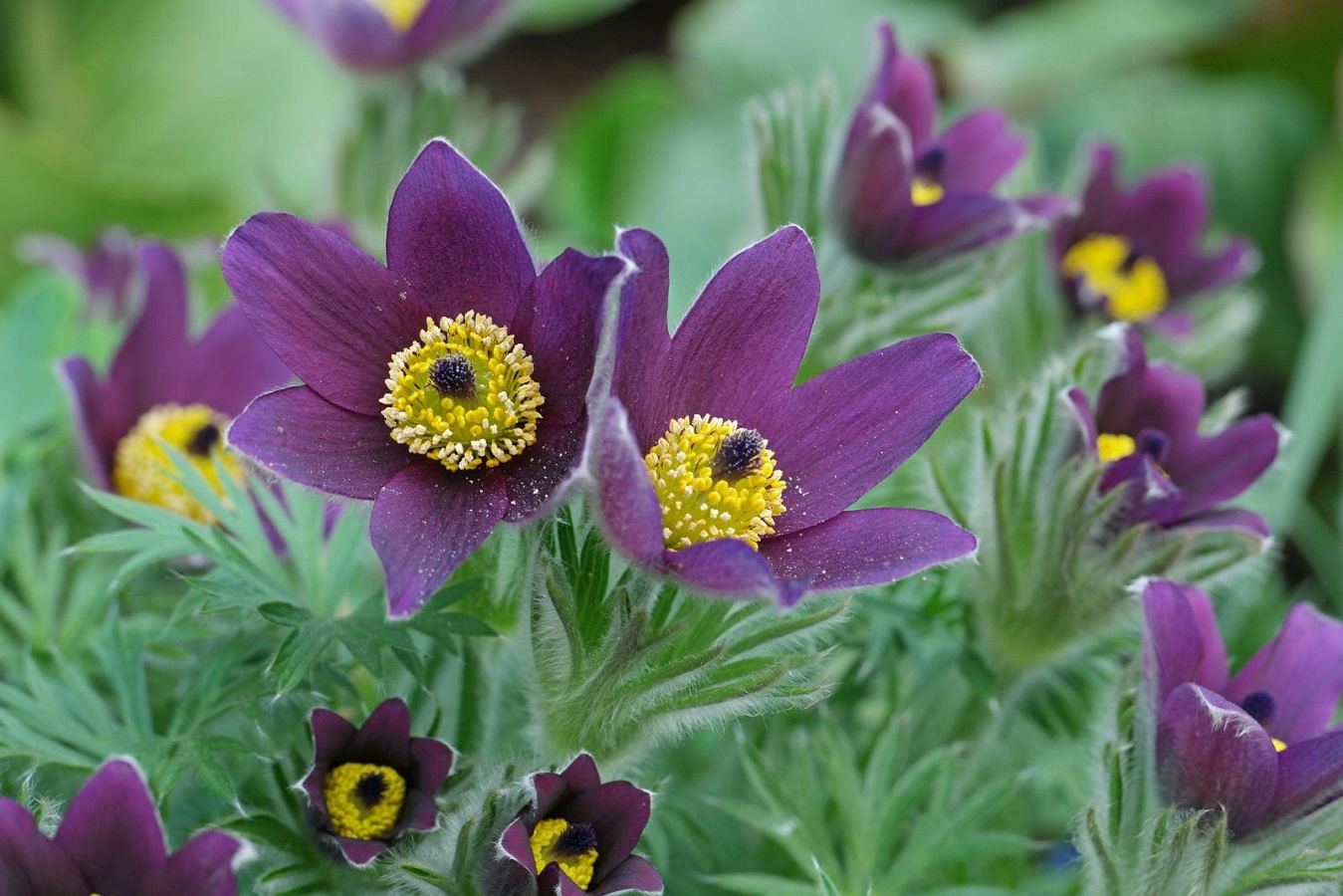 Pasque Flower - Characteristics, Varieties, Cultivation and Diseases