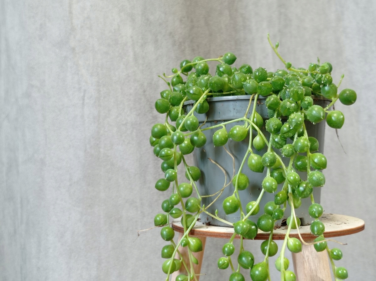 How string of pearls reacts to overwatering