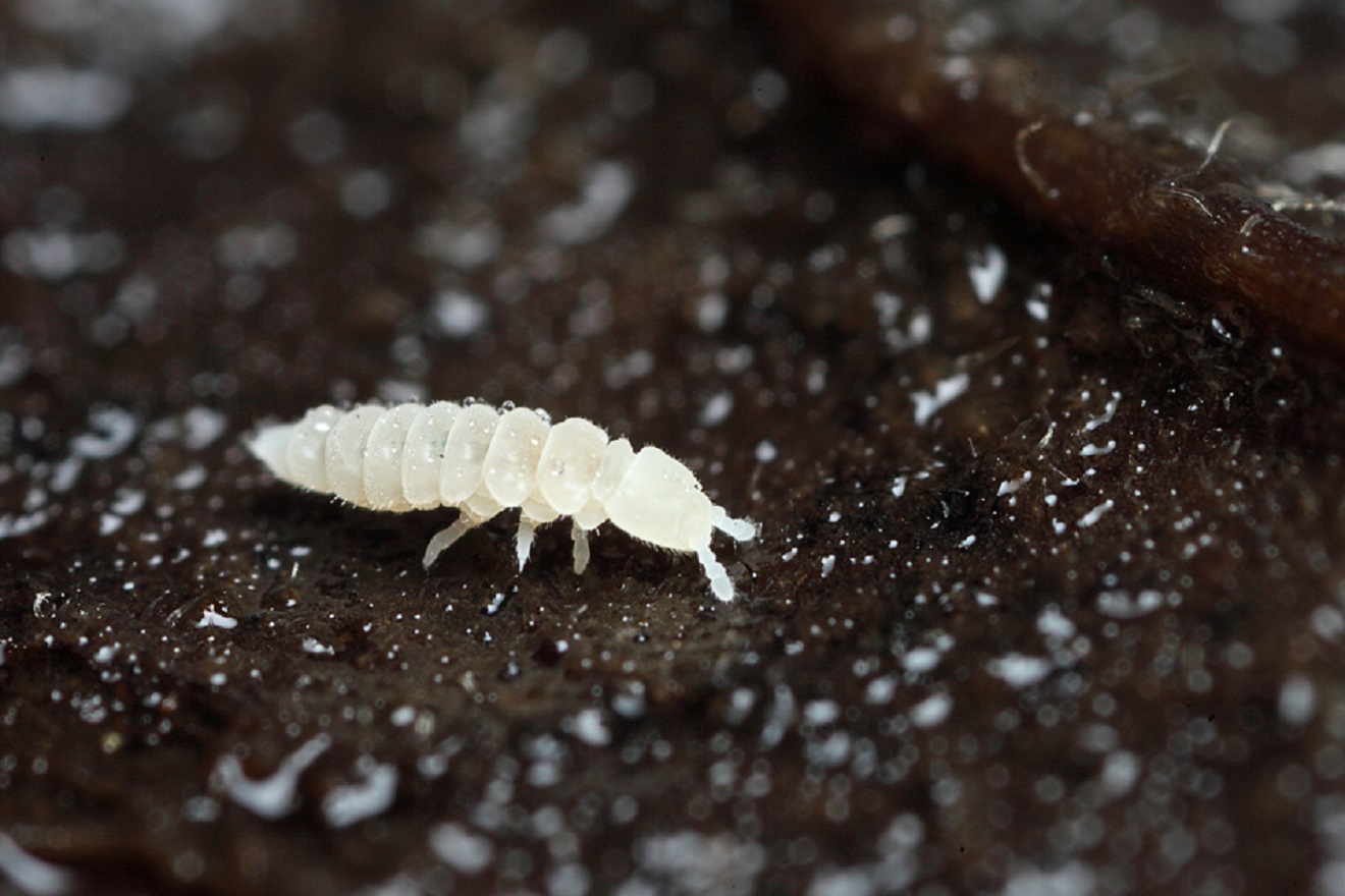 How to Get Rid Of Springtails? Everything About Springtails in Soil