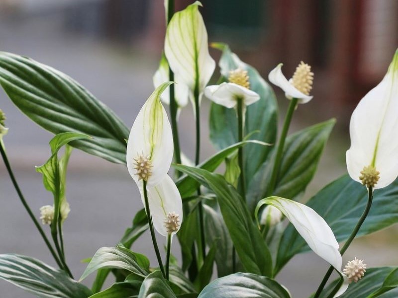 Can Peace Lily Flower Replace Air Purifier? Find Out!