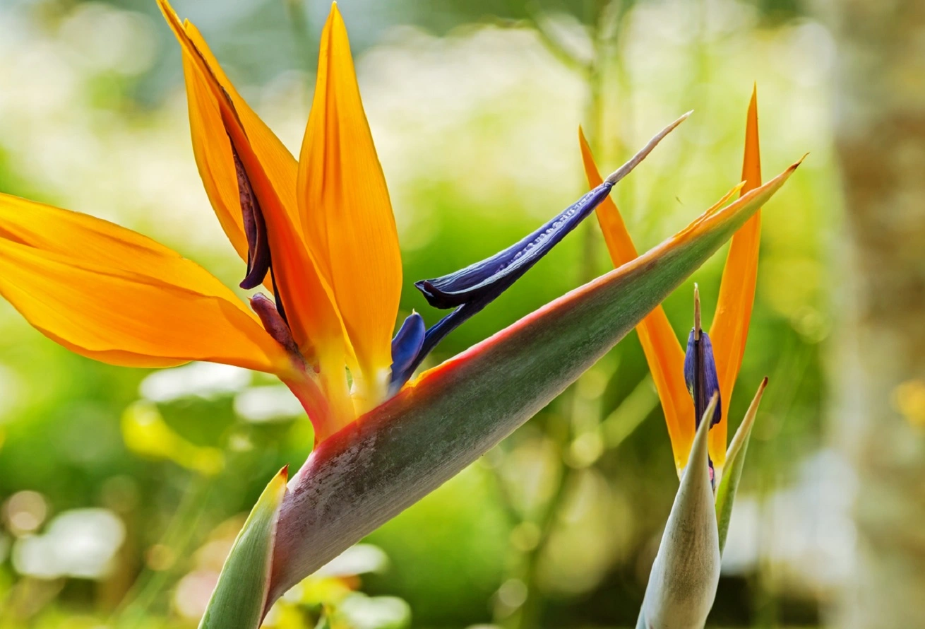 Spectaculaire Strelitzia Reginae - Guide de Soins des Plantes pour Oiseaux de Paradis