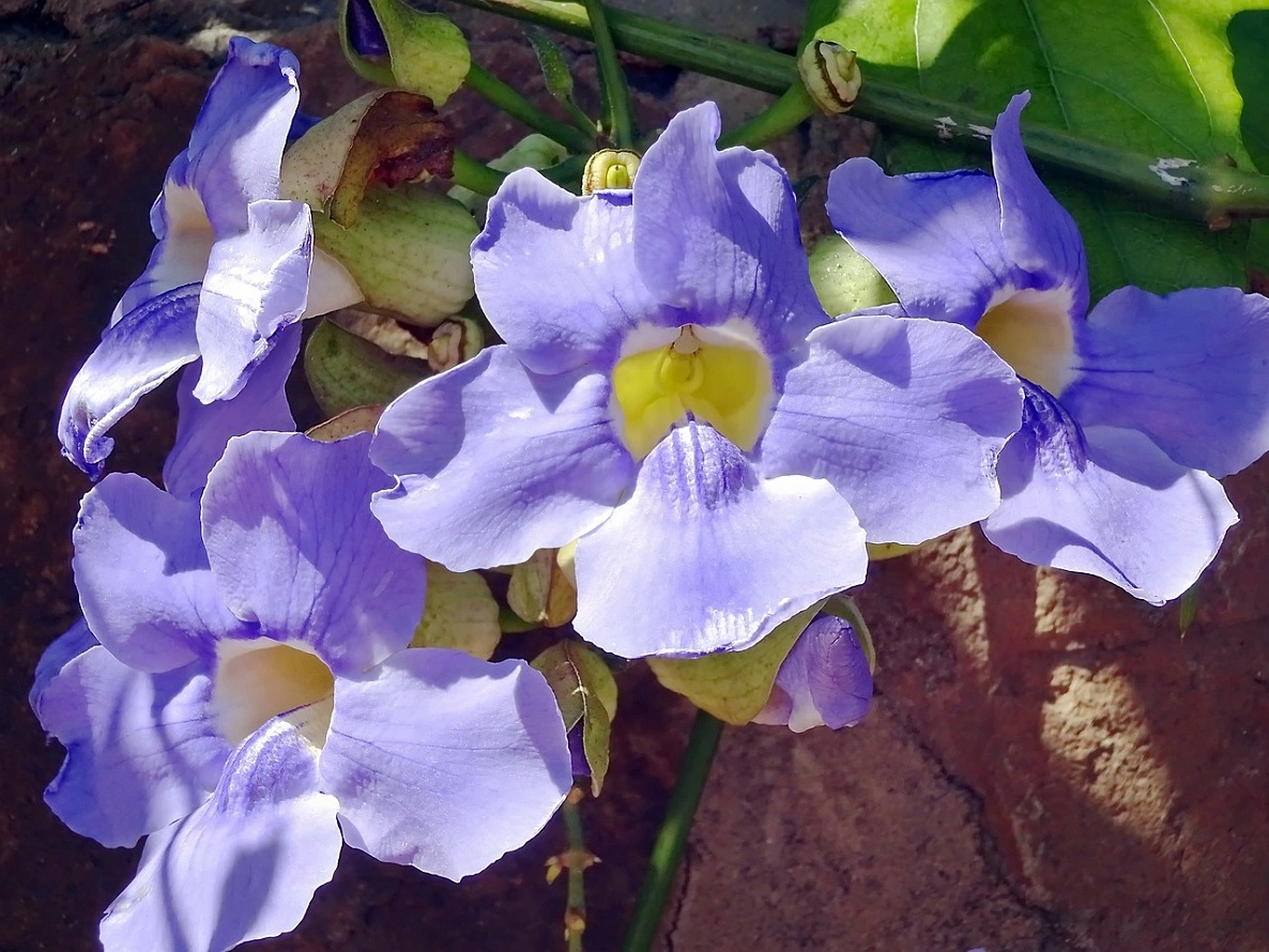 Thunbergia Plants - Learn How to Care for Black Eyed Susan Vines