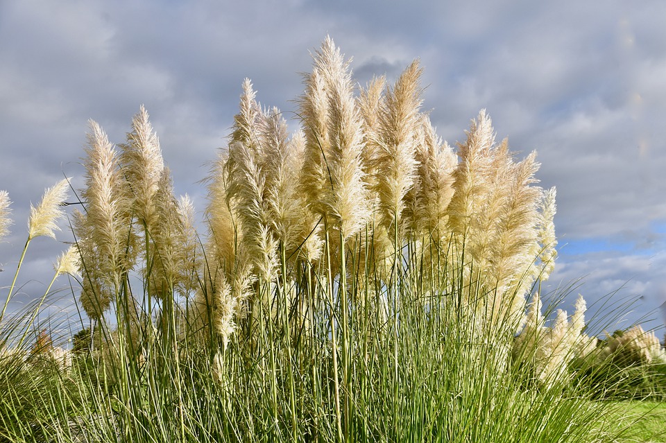 Wonderful Pampas Grass - Learn How to Care for Pampas Grass