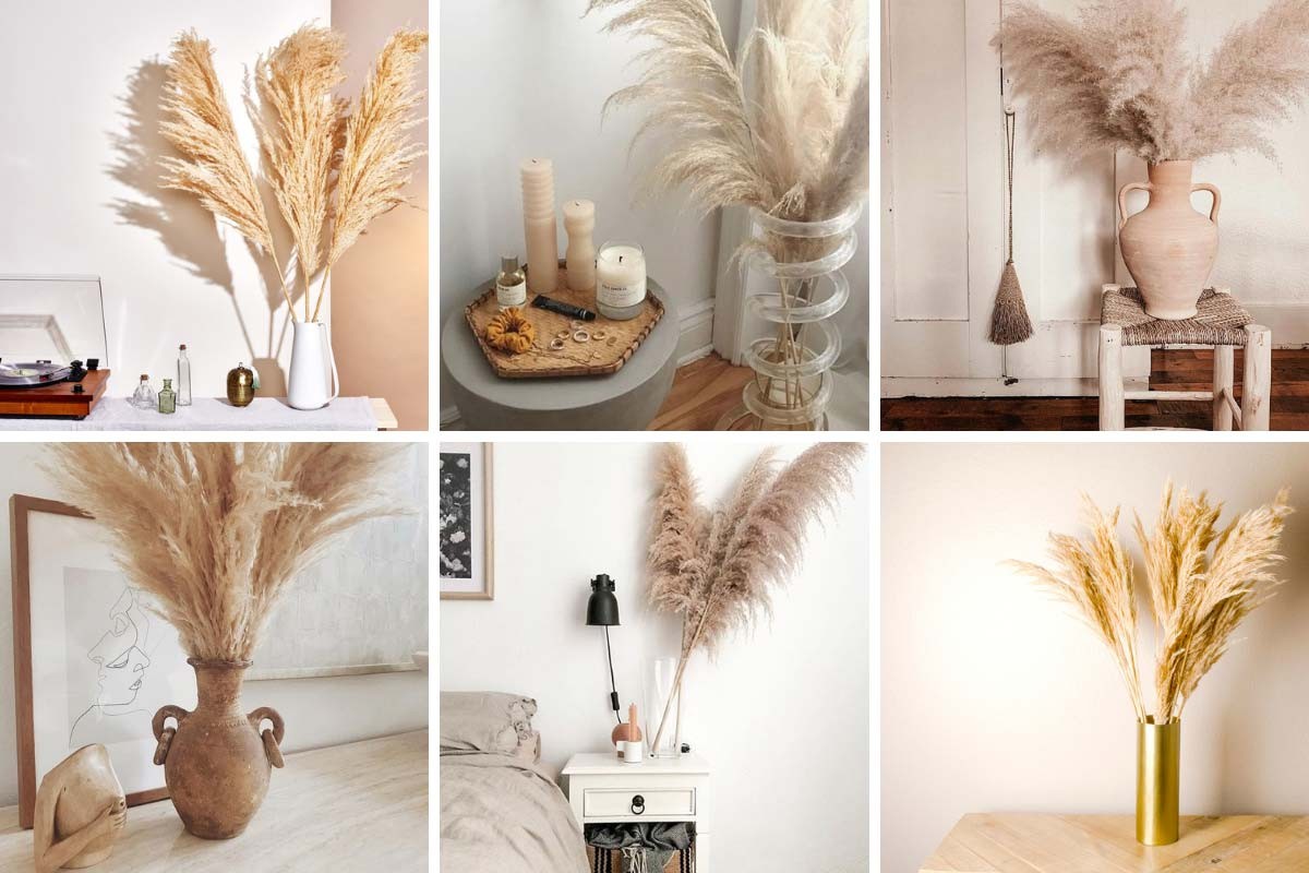 Pampas grass - home decoration in a vase