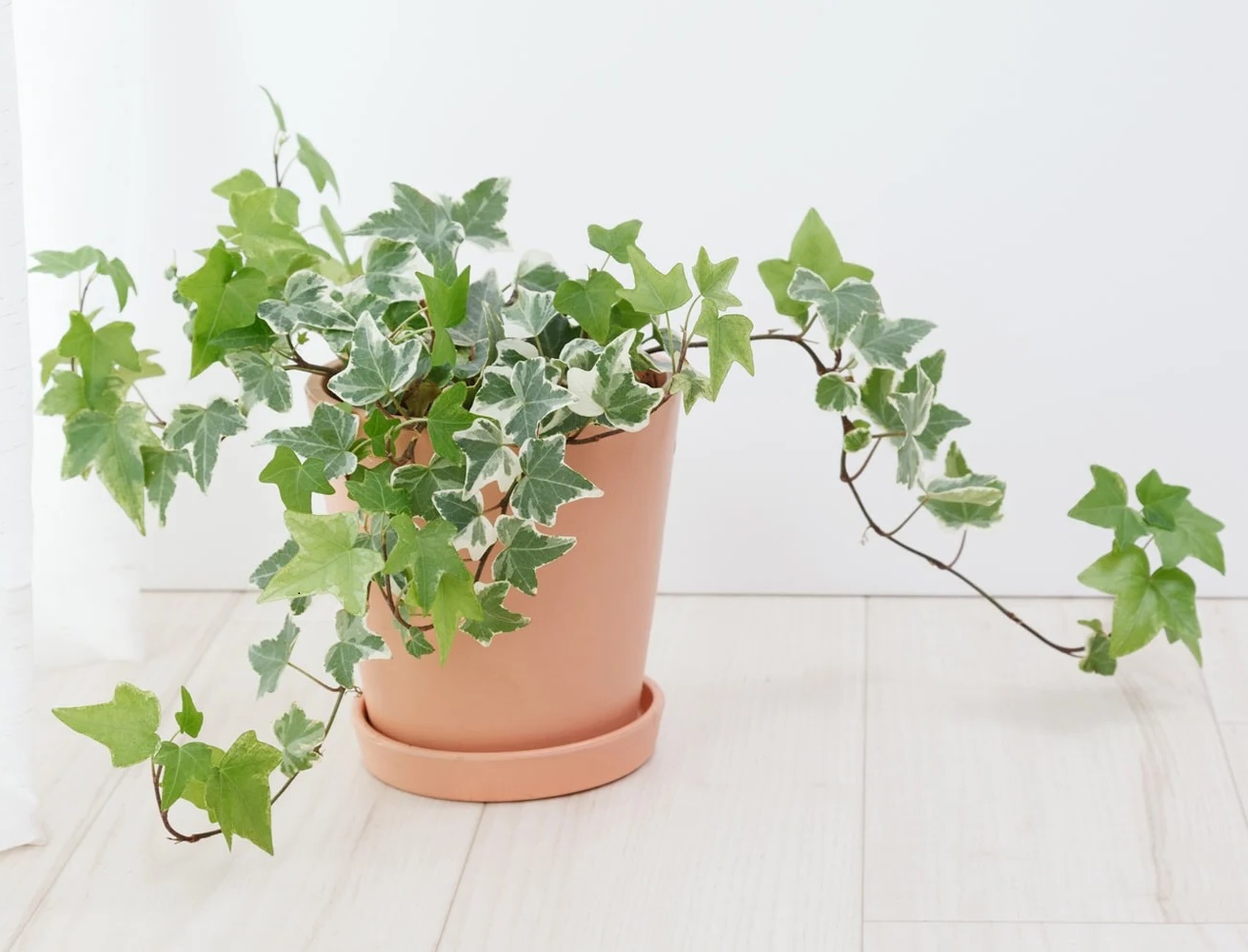 Plantas Venenosas - Compruebe qué Plantas de Interior Debe Evitar