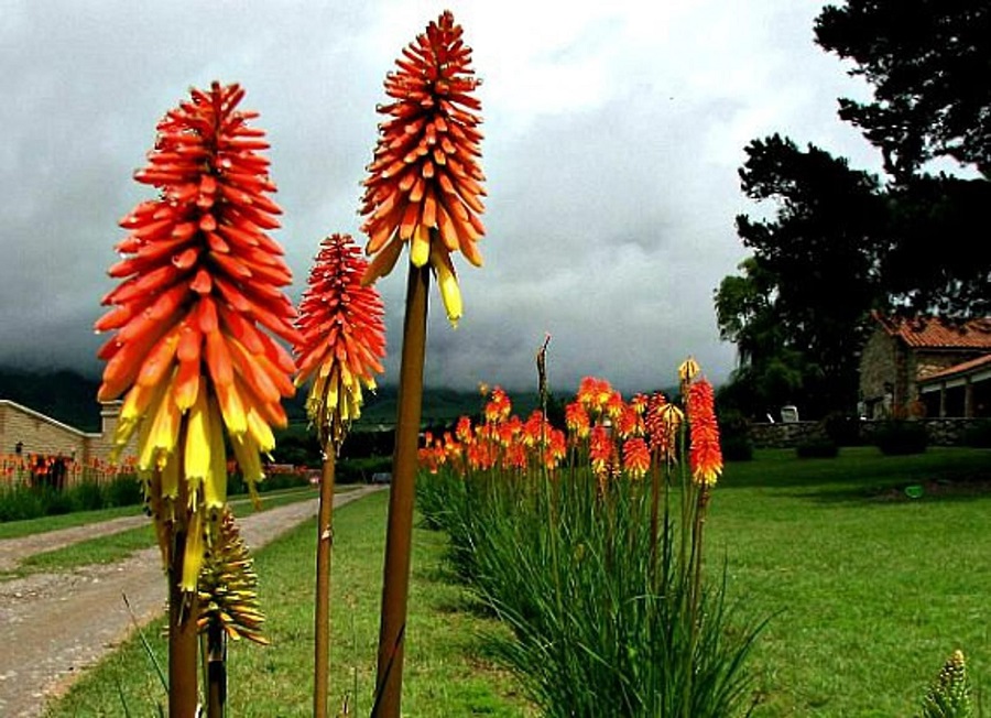 Red hot poker flower – what kind of plant is it?