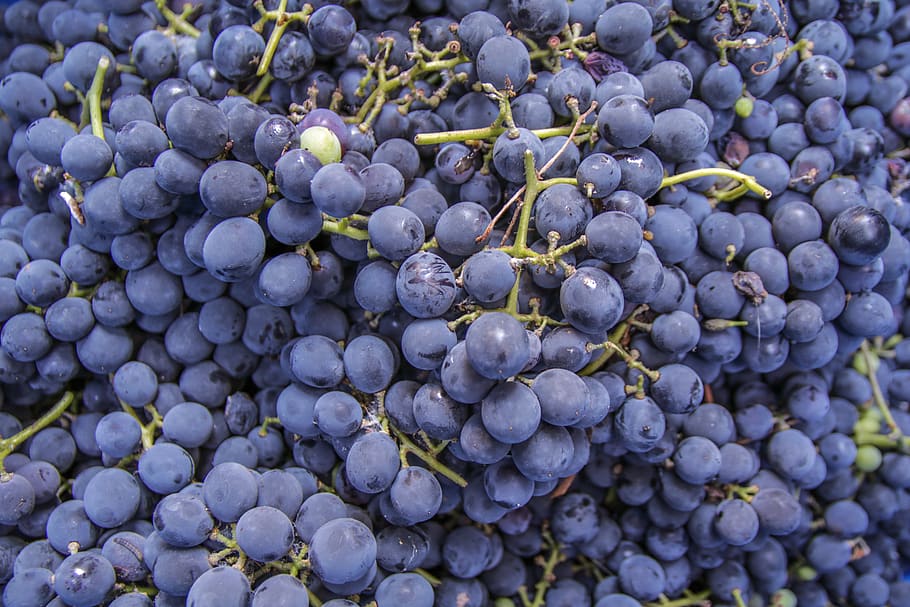 Wino z ciemnych winogron - przepis