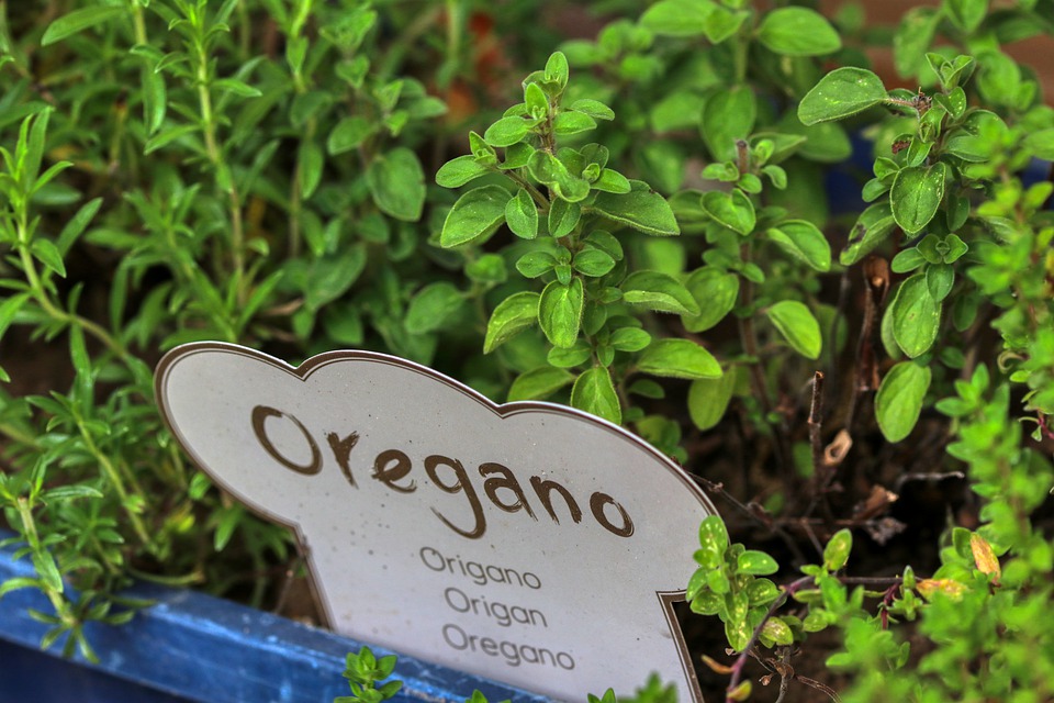 Kitchen herbs - Oregano