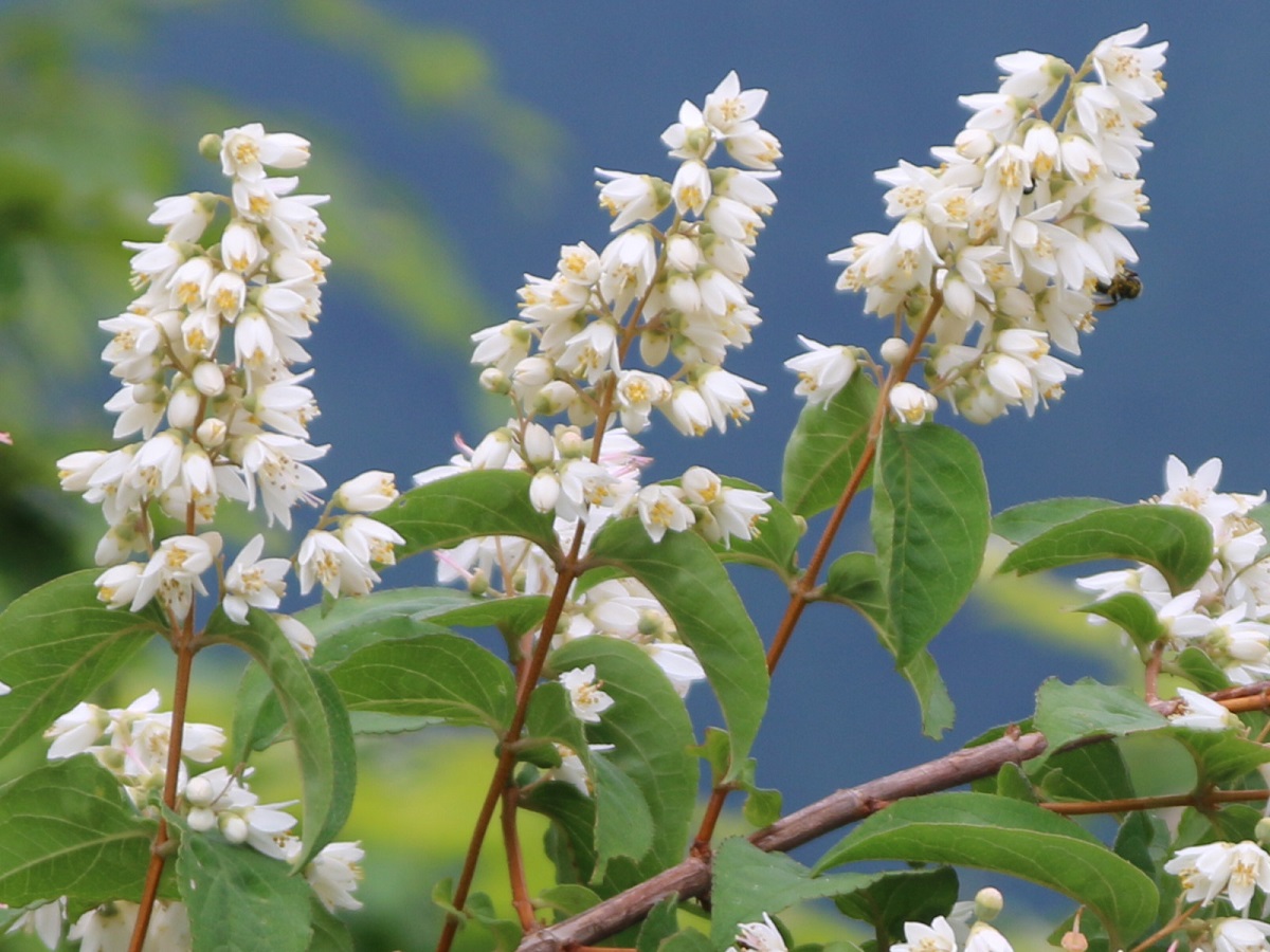 Deutzia Plant - How to Care for Deutzia, Varieties, Pruning, Problems