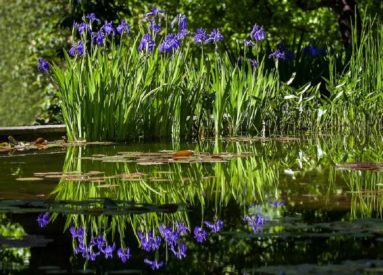 22 Beste Teichpflanzen - Entdecken Sie Beliebte Wasserpflanzen für Teiche