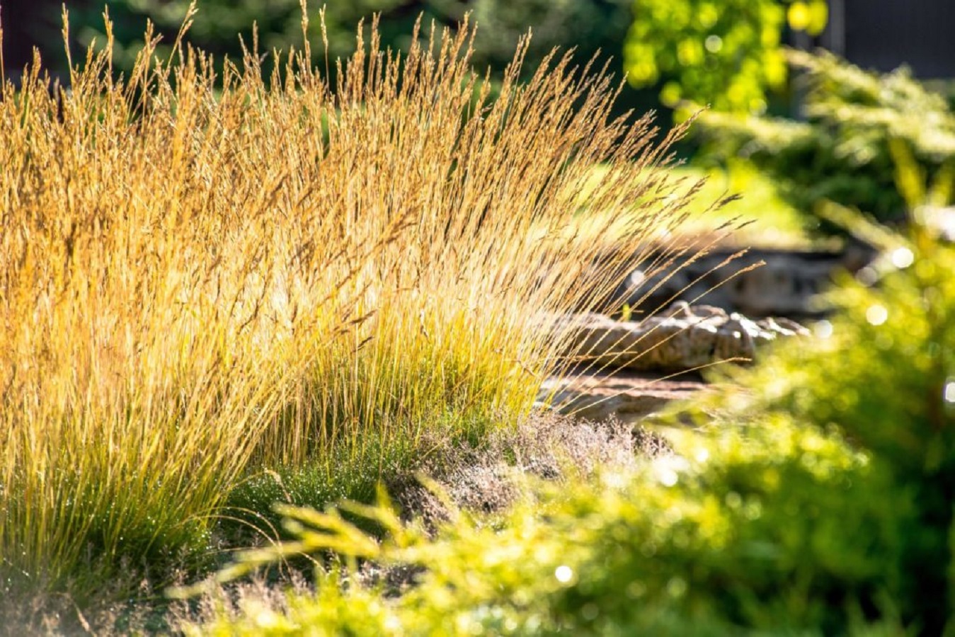 22 Декоративные травы для озеленения - Лучшие декоративные травы