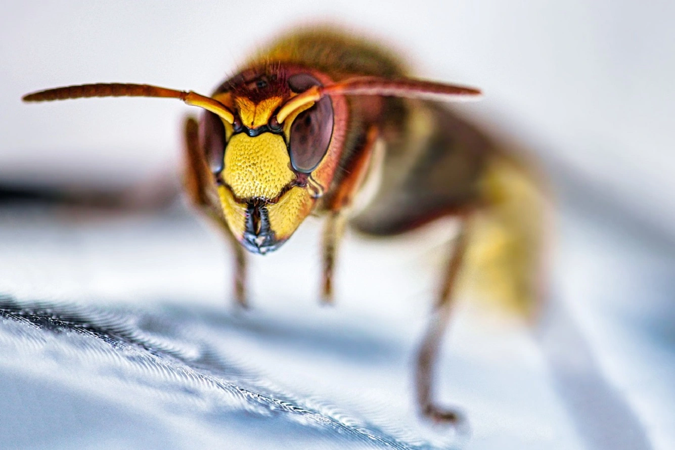 3 Hornet's Nest Removal Methods - Learn How to Kill Hornets