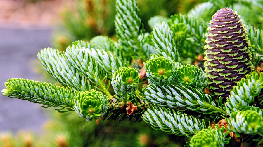 Korean fir – seedlings and propagation