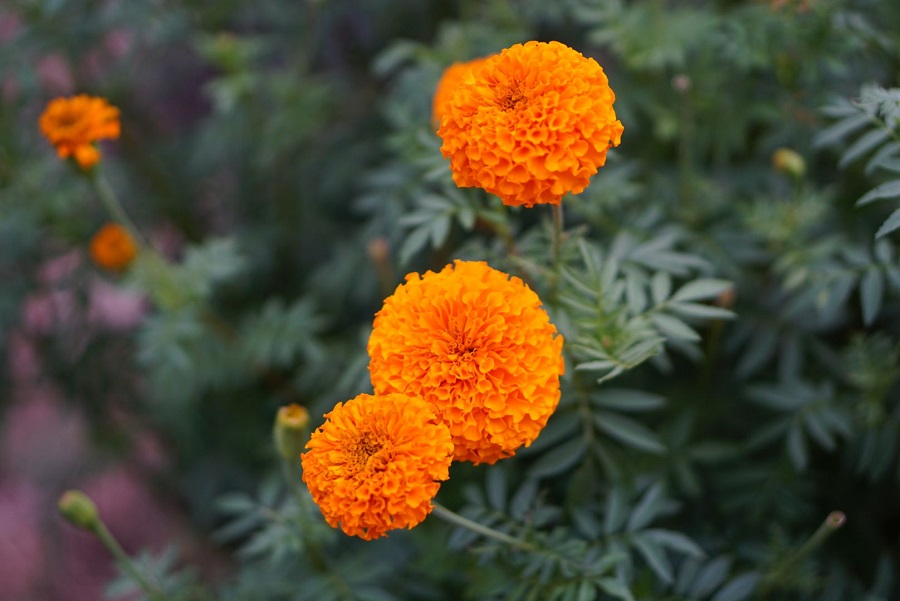 Marigold - ¿Qué tipo de planta es?