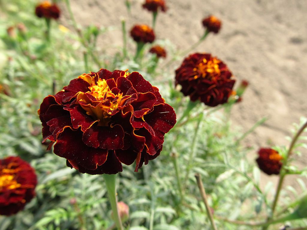 Marigold flowers – most common dangers