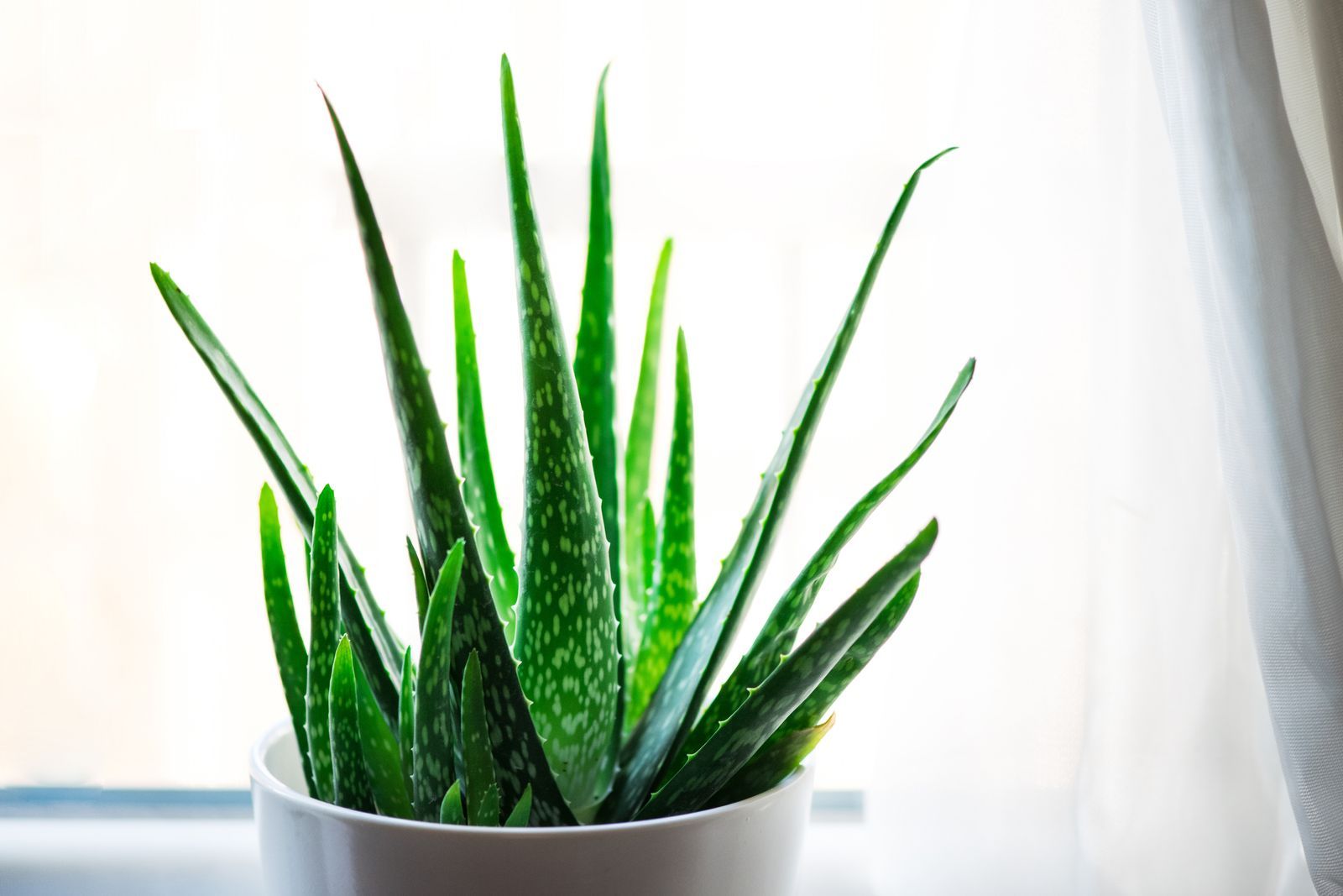 Aloe vera - bedroom plants of many qualities