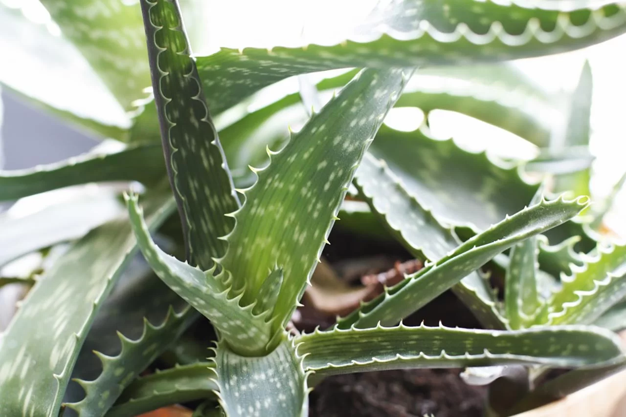 Aloe - a perfect windowsill plant