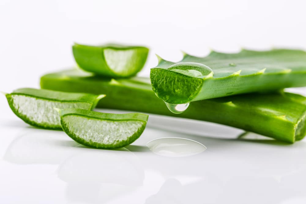 Does every aloe plant have healing properties?