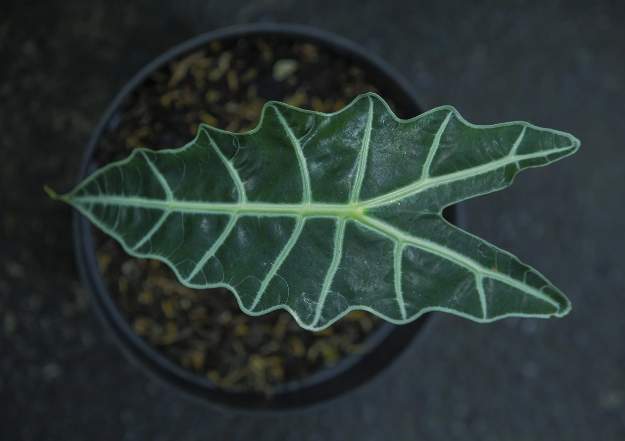 Alocasia Pflanze - Pflegetipps, Beliebte Sorten, Vermehrung