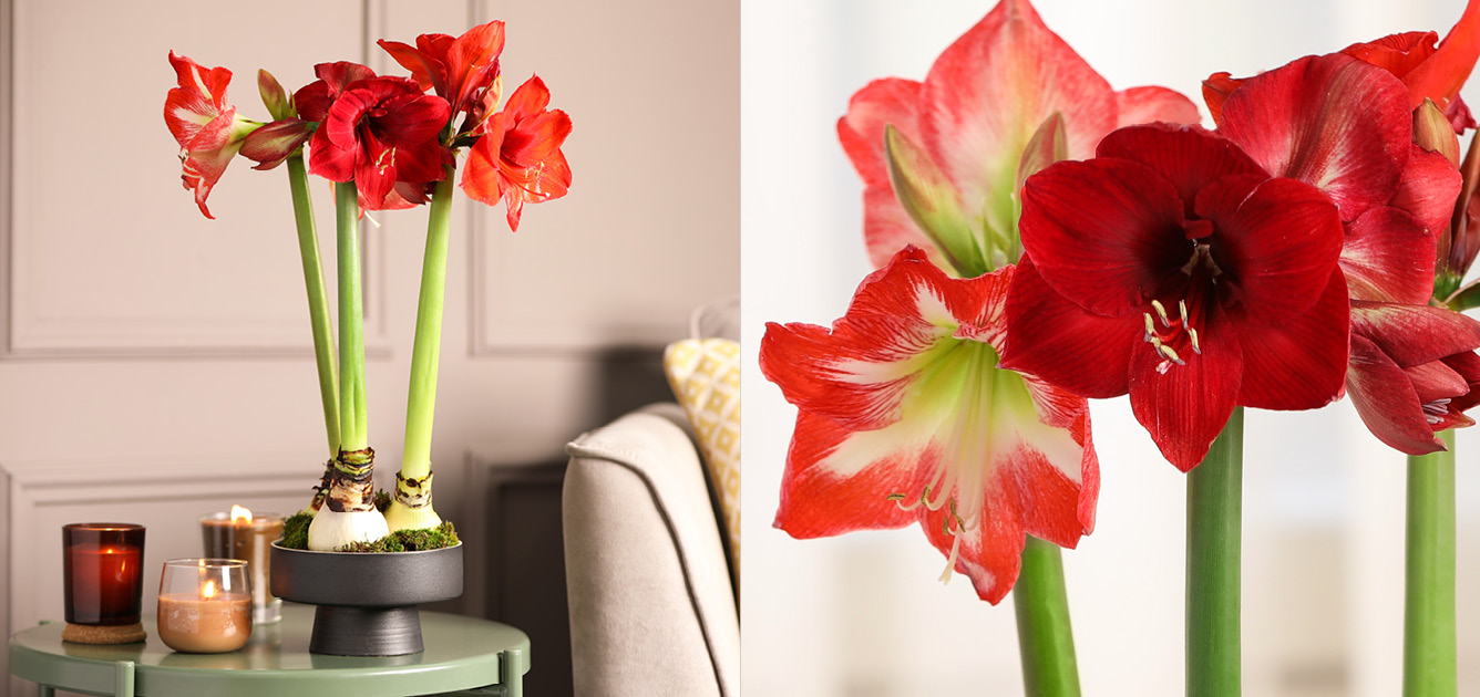 Amaryllis - what kind of plant is it?