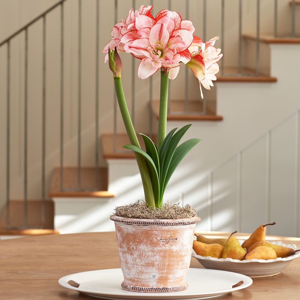 Amaryllis - care and watering