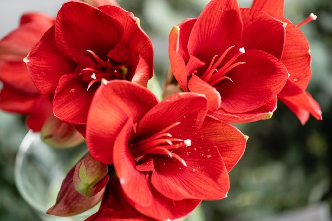 How to Care for Amaryllis? Potted Amaryllis Care Guide