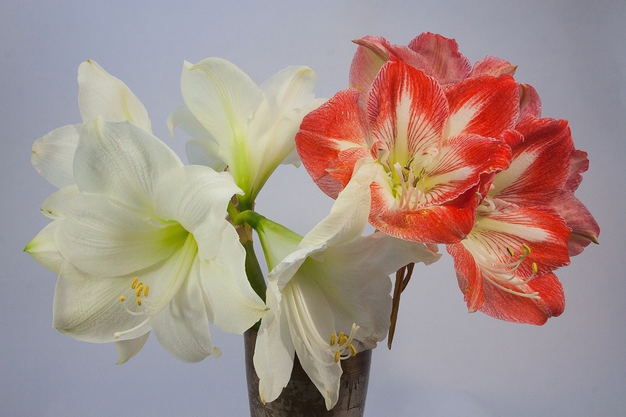 ¿Qué se hace con los bulbos de amarilis después de su floración?