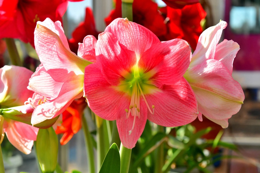 Amaryllis care - what does the plant need?