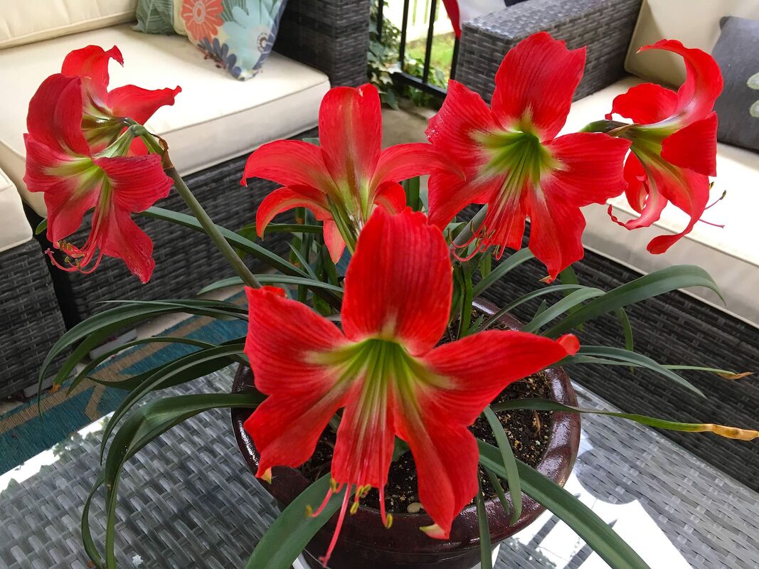 Amaryllis care indoors - common diseases and pests