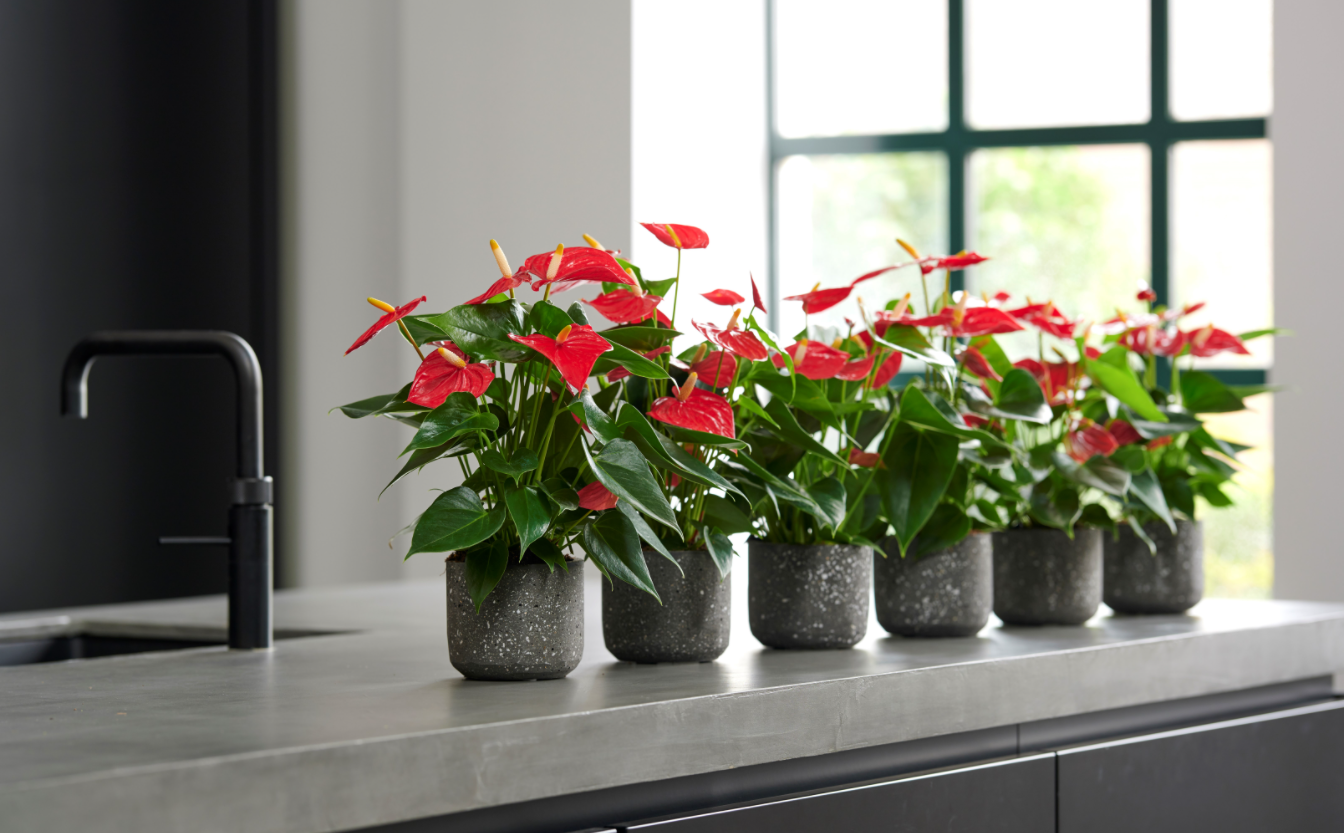 How to Grow Anthurium? A Complete Guide to Anthurium Care