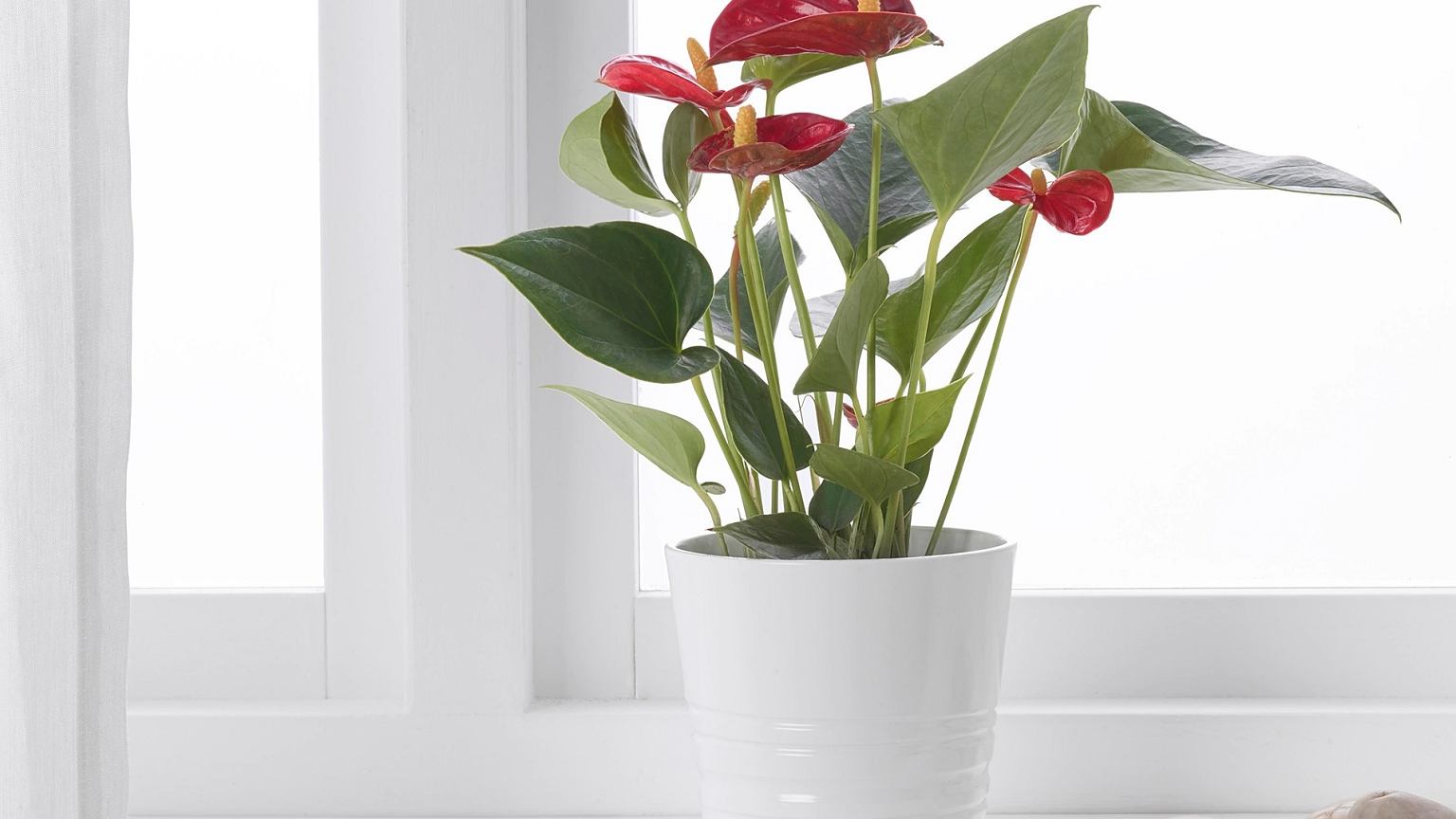 Anthurium - planta de interior