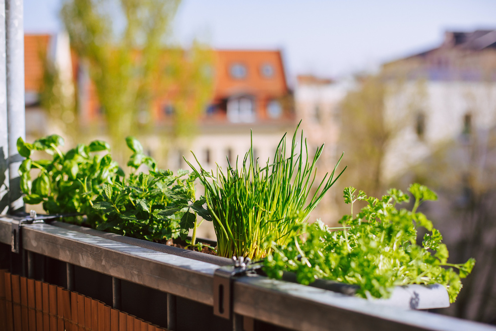 Vegetables and herbs - a fantastic small balcony idea