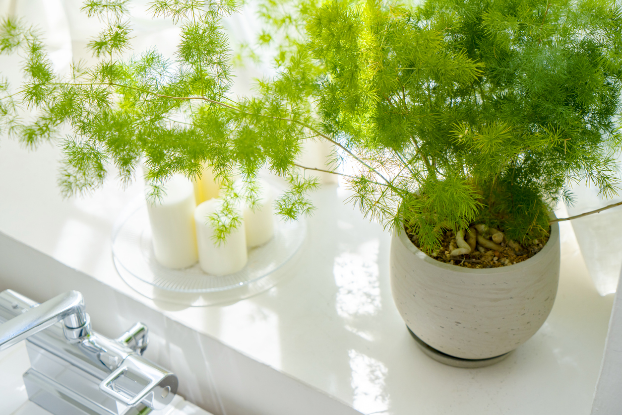 Asparagus fern - simple yet unusual living room plants
