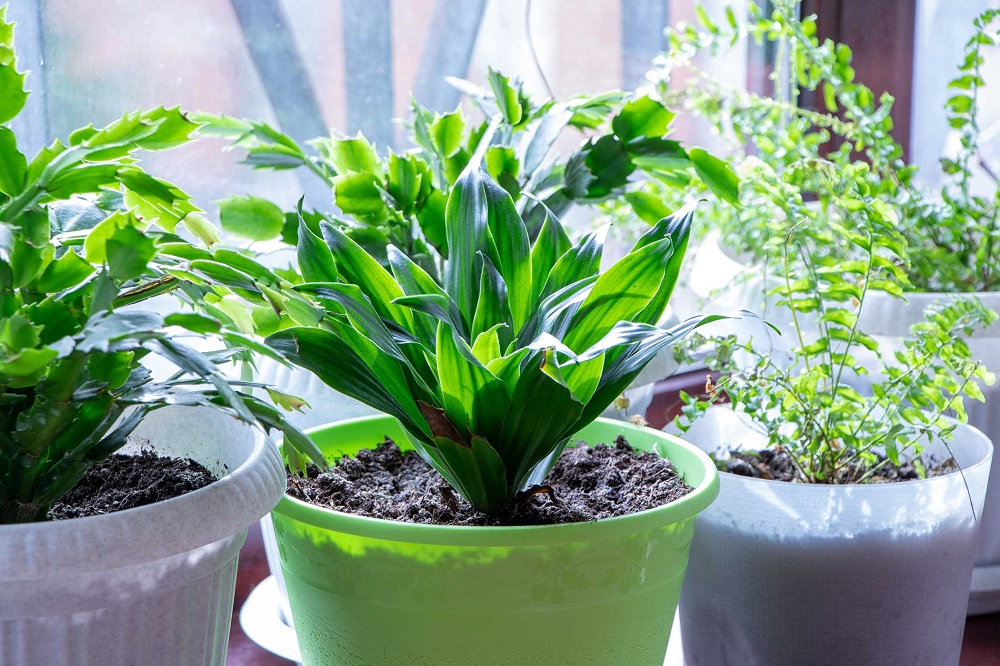 Аспидистра элатиор - кухонное растение для всех