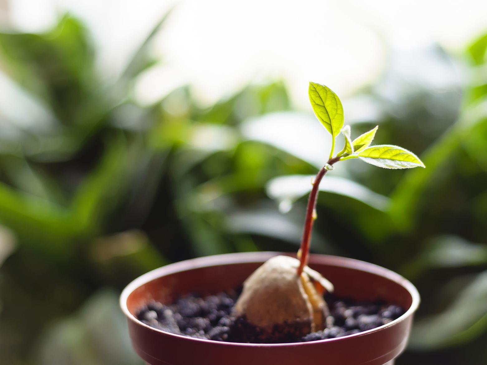 Wie pflanzt man wachsende avocadokerne in einen Topf?