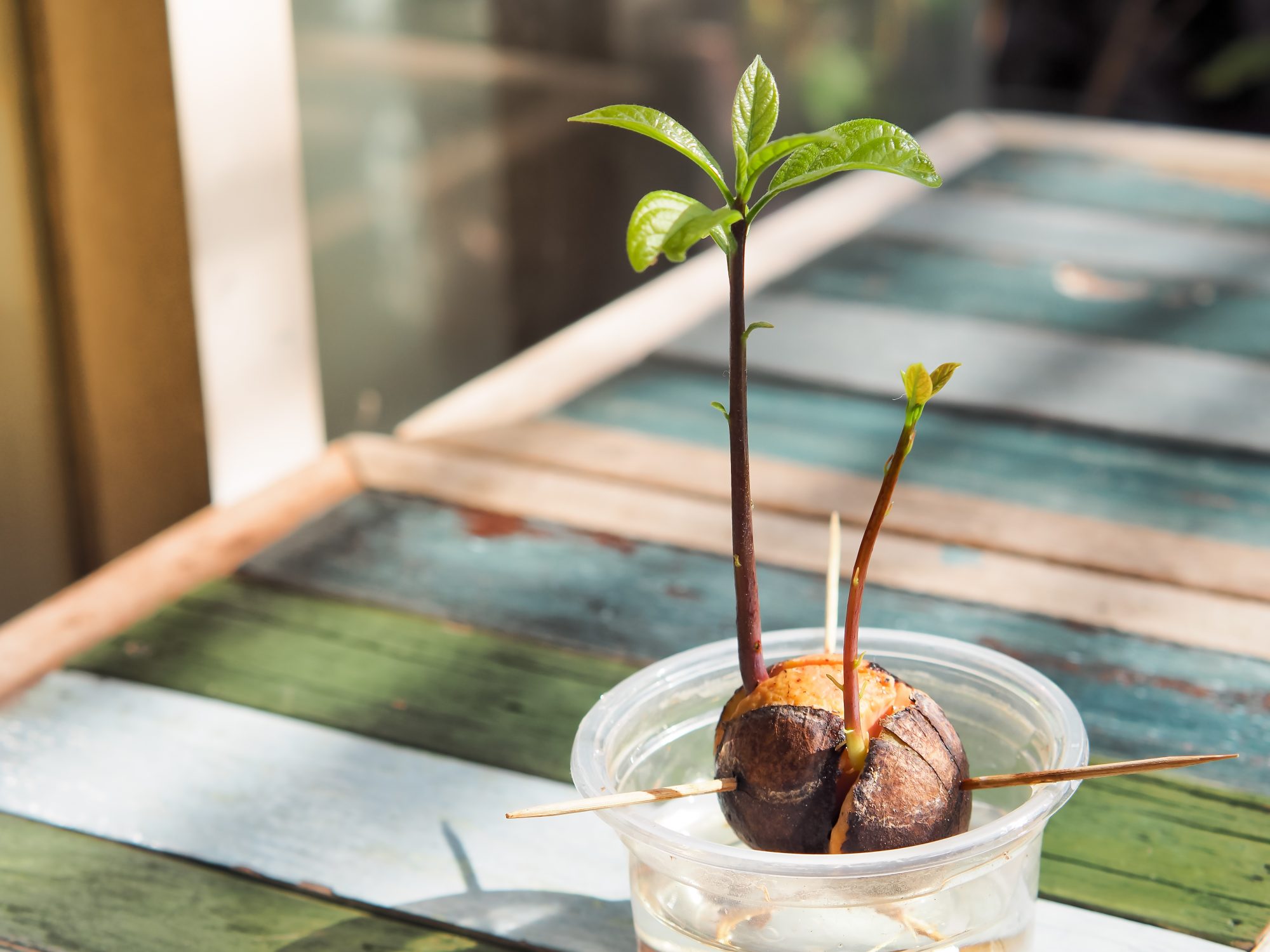 Ako sa starať o svoju rastlinu avokáda