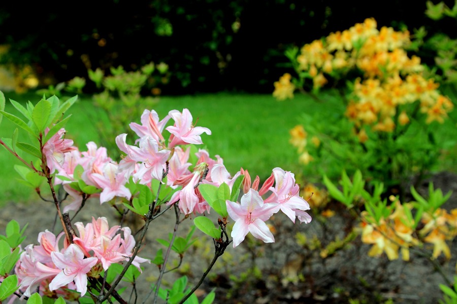 When do azaleas bloom?