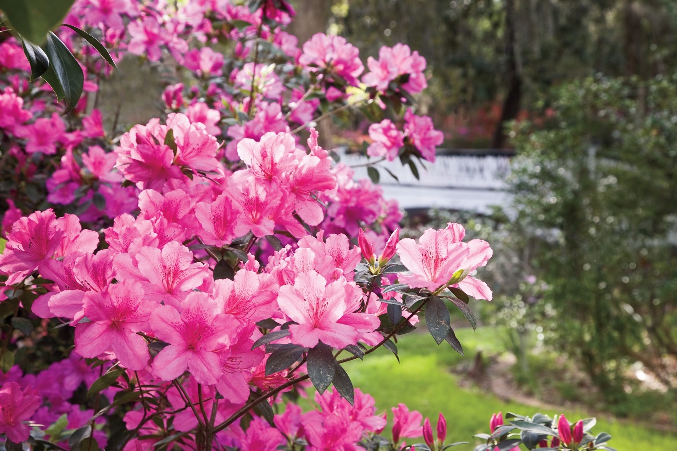 Azalea Types and Care - All You Need to Know About Azaleas