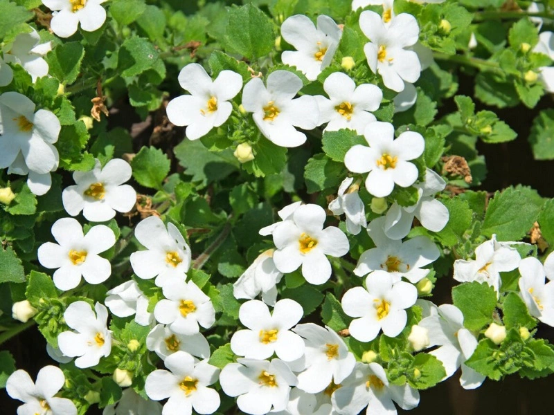 Bacopa plant – where to buy the plant?