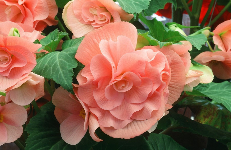 Begonia - what kind of plant is it?