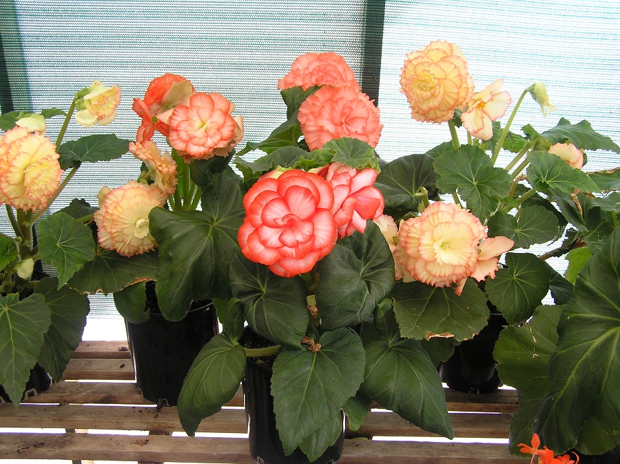 Begonia - variedades populares