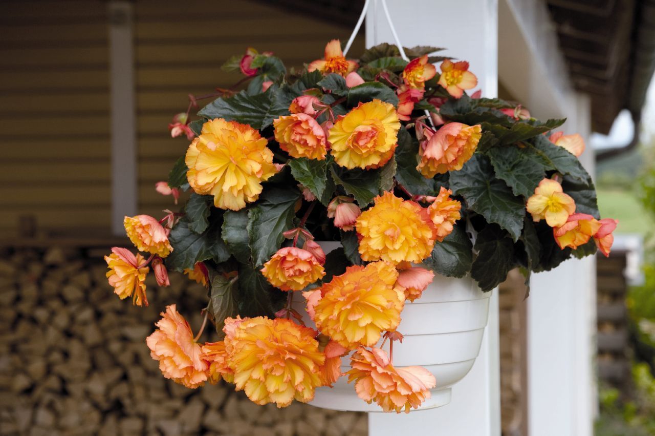 How to Grow Begonias? All You Should Know About Begonia Care