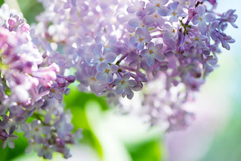 Lilac - ornamental garden shrubs