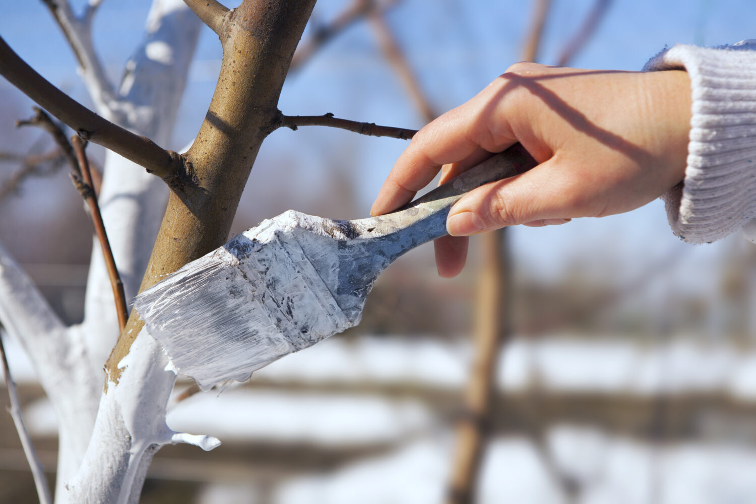 Whitewashing Trees? Check Why and How to Use Tree Trunk Paint