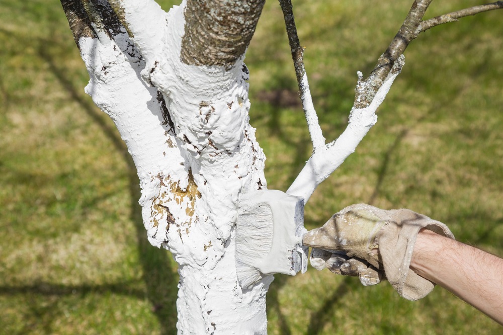 How can you protect tree trunks except from whitewashing?