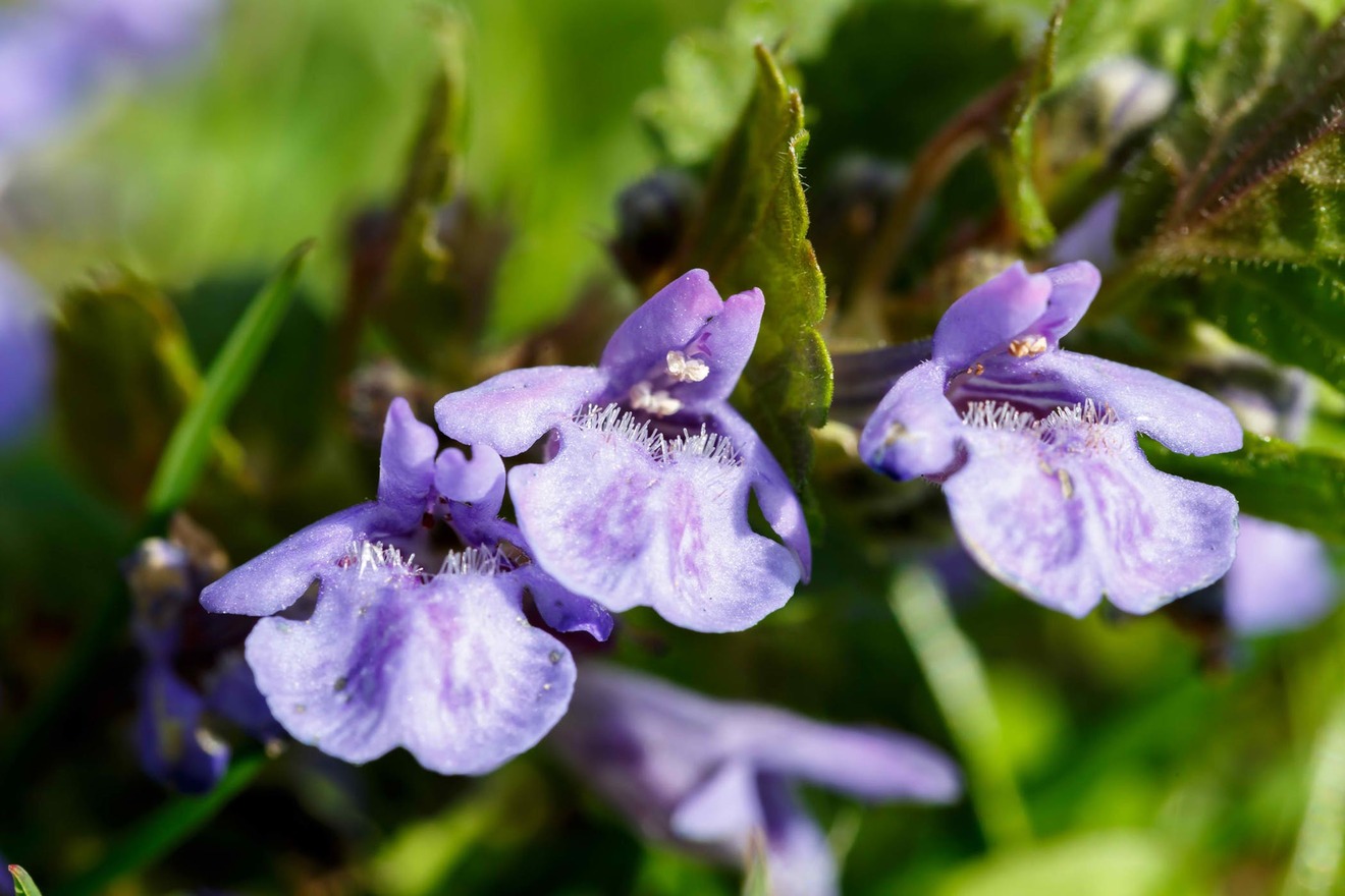 Creeping Charlie - Learn How to Care for Glechoma Hederacea