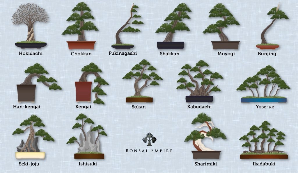 Дерево Бонсай - растение, которое нуждается в формировании