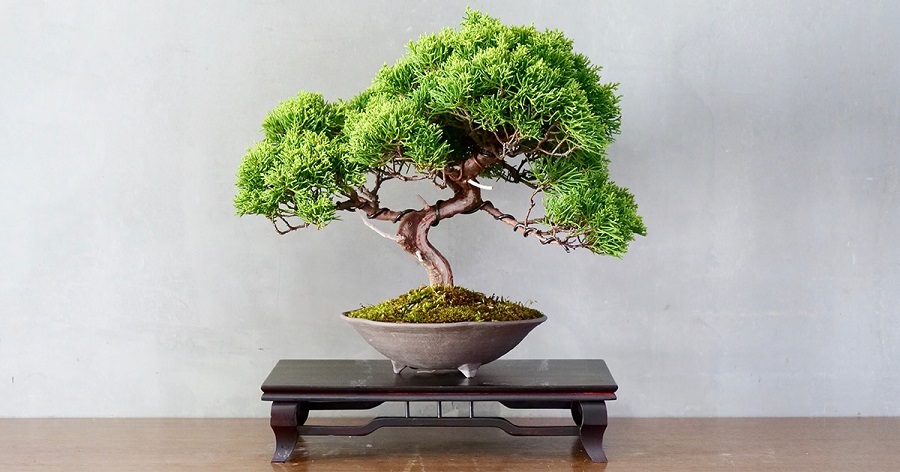 Интересное дерево бонсай