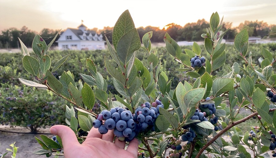 Growing blueberries - feeding