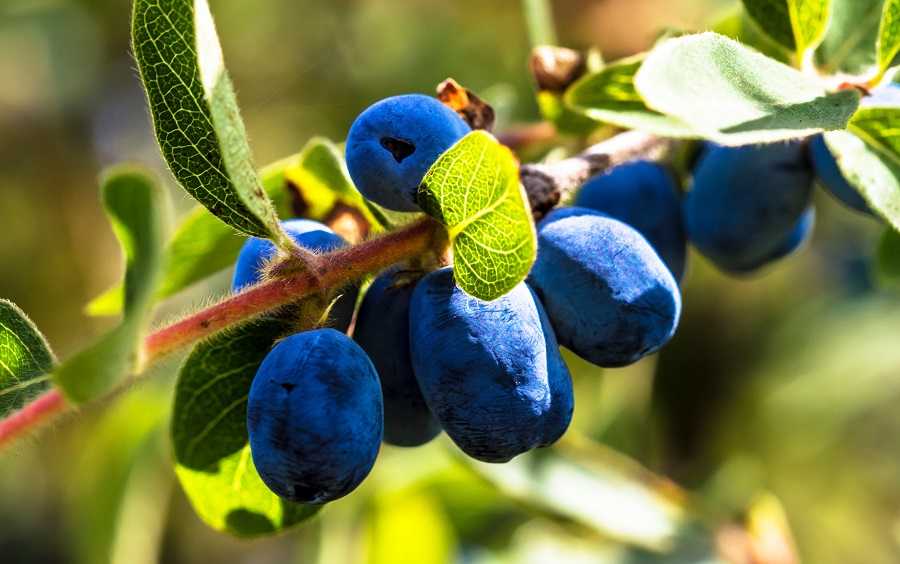 American blueberry - easy-to-grow varieties